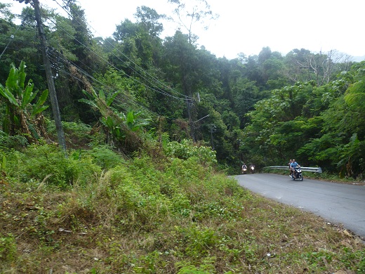 Mycket skog på Koh Chang